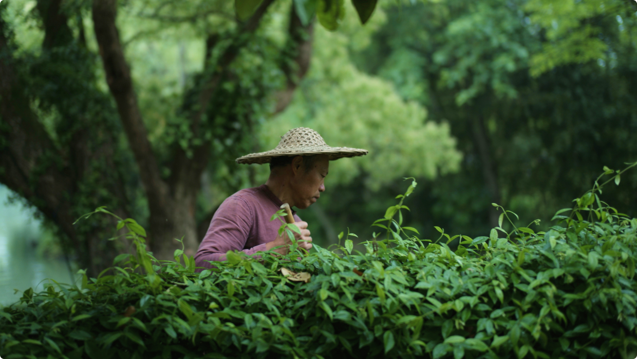 Farmer in a forest