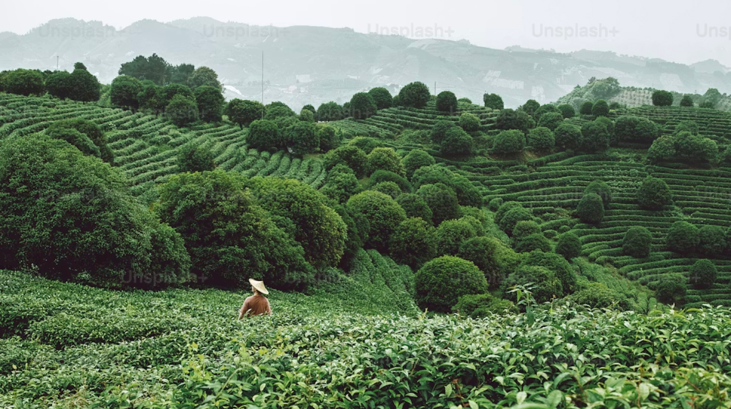 Farmer in field