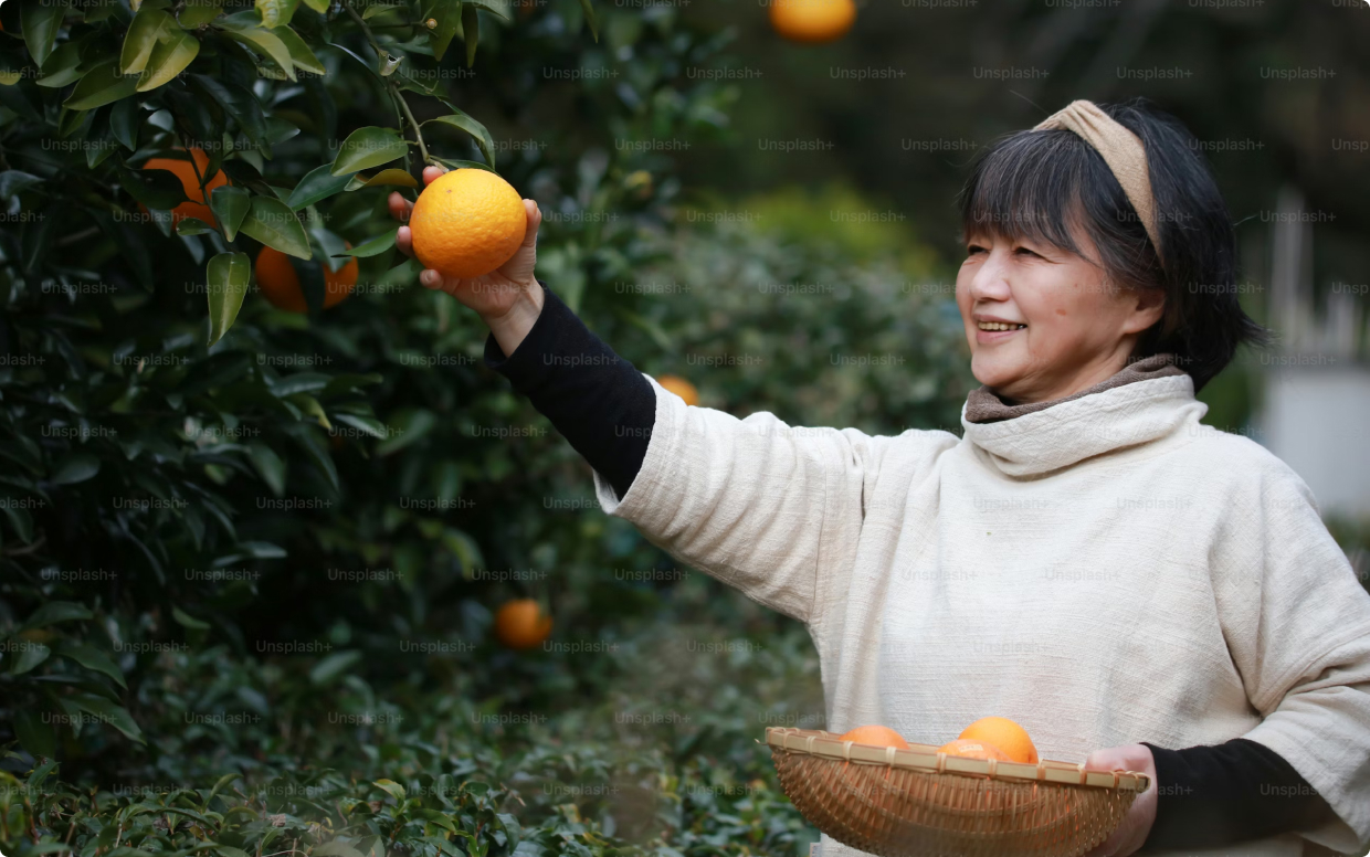 A woman picking fruit from a tree